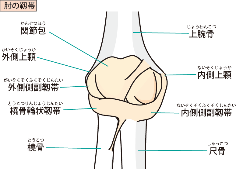 肘の靭帯のイラスト